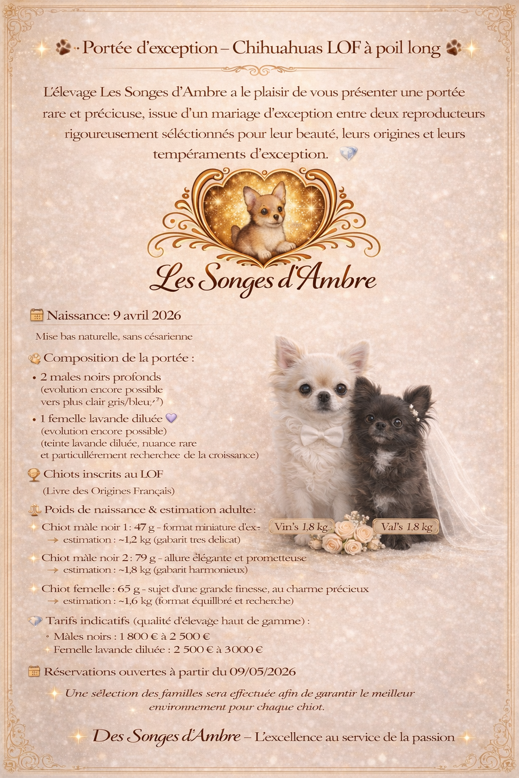 Vin's & Val's - Papa multi champion et Maman excellent pédigrée - Les Songes d'Ambre