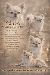 Chiot A – Chihuahua LOF ♂ – Petit Format – Des Songes d'Ambre