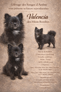 Chiot A – Chihuahua LOF ♂ – Petit Format – Des Songes d'Ambre