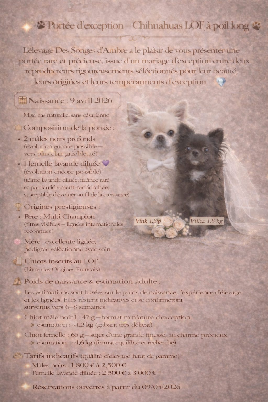 Chiot A – Chihuahua LOF ♂ – Petit Format – Des Songes d'Ambre