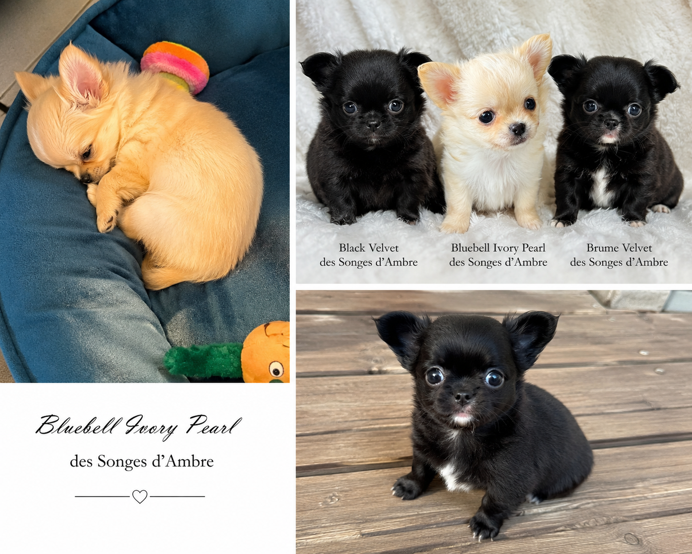 Black Velvet des Songes d'Ambre | Chihuahua LOF ♂ | Des Songes d'Ambre