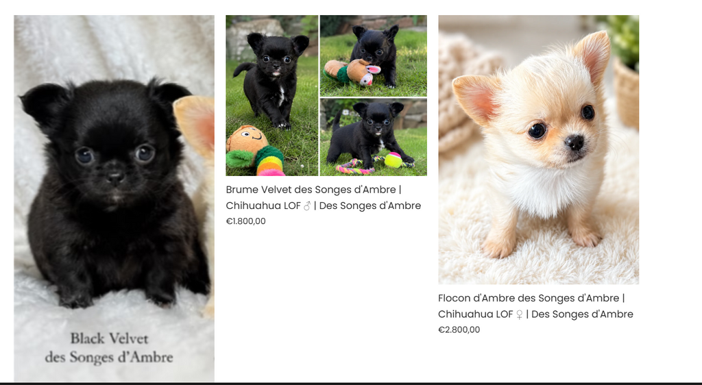 Black Velvet des Songes d'Ambre | Chihuahua LOF ♂ | Des Songes d'Ambre