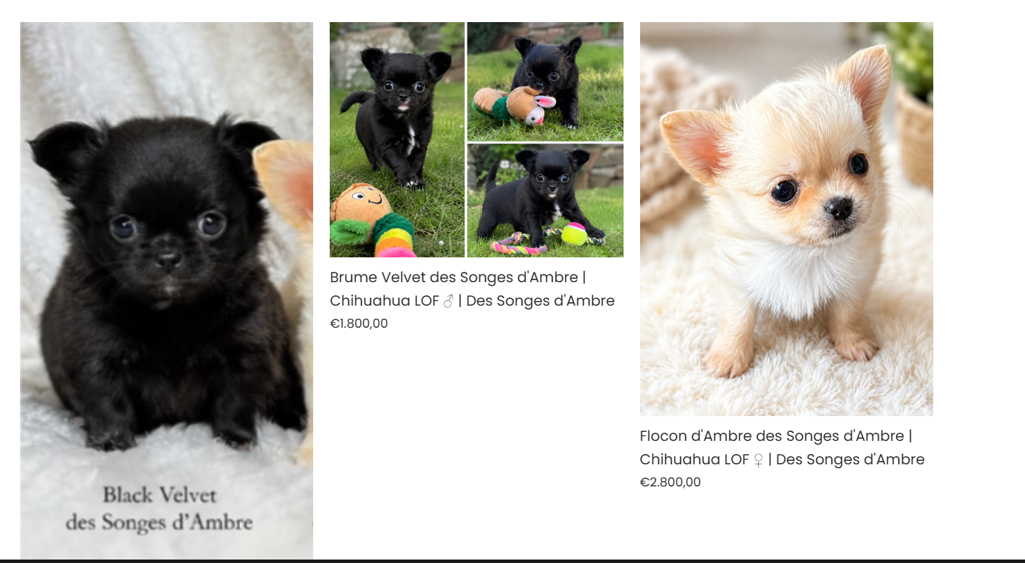 Black Velvet des Songes d'Ambre | Chihuahua LOF ♂ | Des Songes d'Ambre