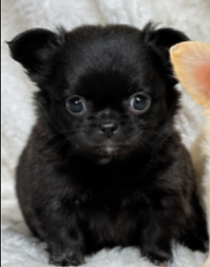 Black Velvet des Songes d'Ambre | Chihuahua LOF ♂ | Des Songes d'Ambre