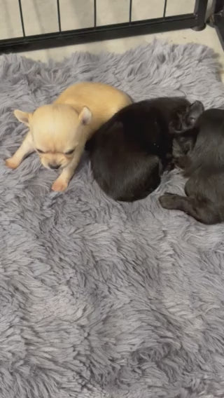 Blue Obsidian des Songes d'Ambre | Chihuahua LOF ♂ | Petit Format | Des Songes d'Ambre